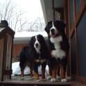 Daisy and Buddy on stairs 2_03